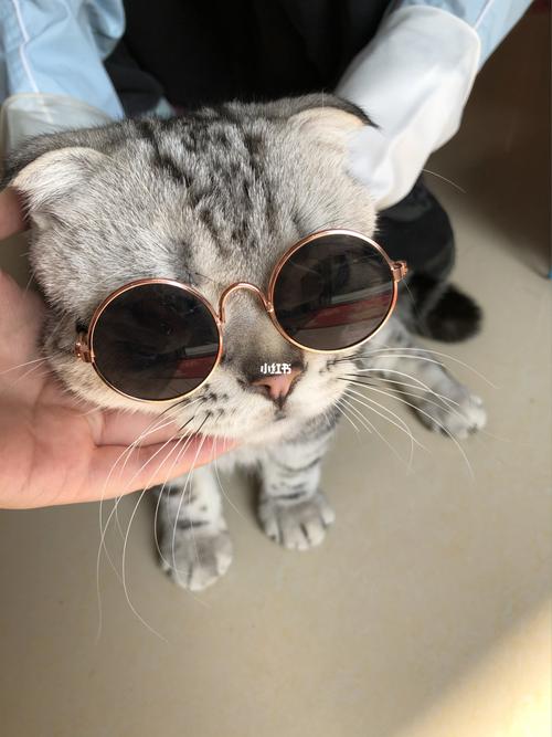 戴眼镜的胖猫猫_猫猫_眼镜_猫_时尚_配饰