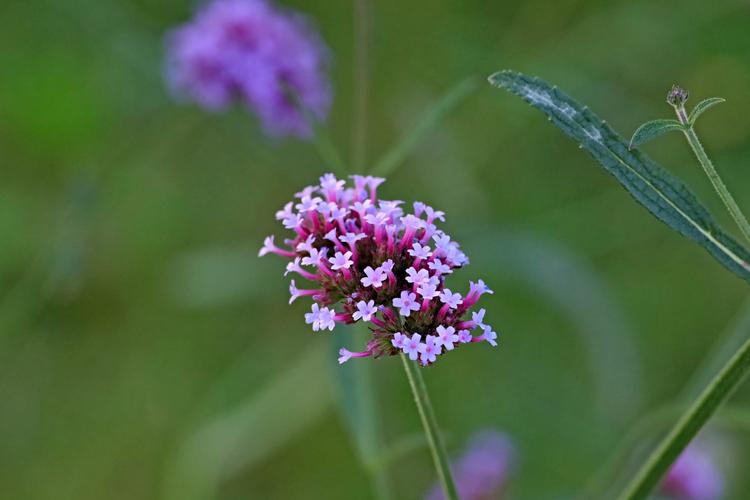 柳叶马鞭草颜色艳丽,群体效果非常壮观,可做观赏植物.