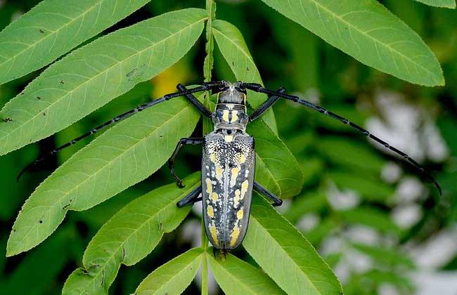 柳树云斑天牛