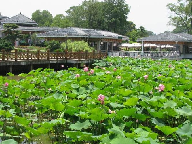 江门市东湖公园美景