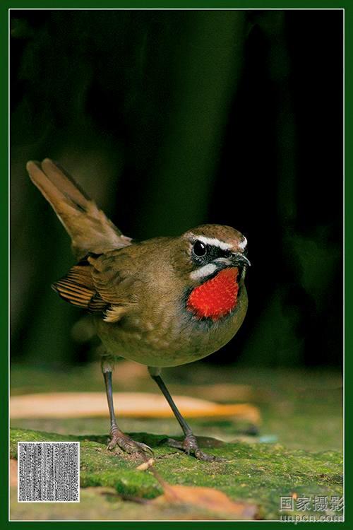 红点颏叫声下载_鸟类网