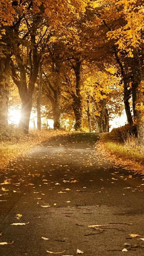 iphone5风景棕色壁纸_iphone5风景棕色壁纸下载