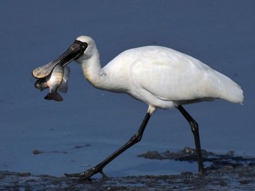 盘点自然界鸟类中二十大白雪公主之四