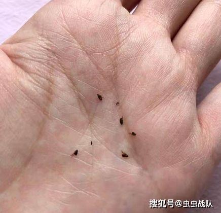 如何给小猫驱虫?_跳蚤