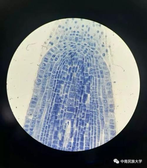高考今日放榜学长学姐现身说法告诉你为什么选择中南民大