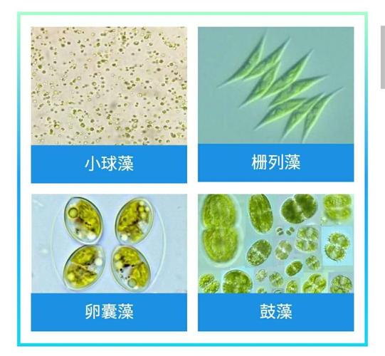 蓝纤维藻,颤藻,席藻,螺旋藻等;裸藻---绿裸藻,壳裸藻,血红裸藻,梭裸藻