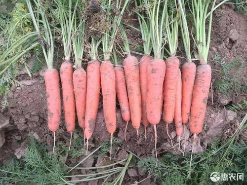 [雷肯德批发] 安徽皖北地区大量优质胡萝卜价格0.35元