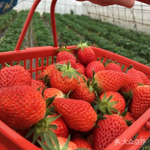 宝山凤冠奶油草莓基地图片 - 第5张