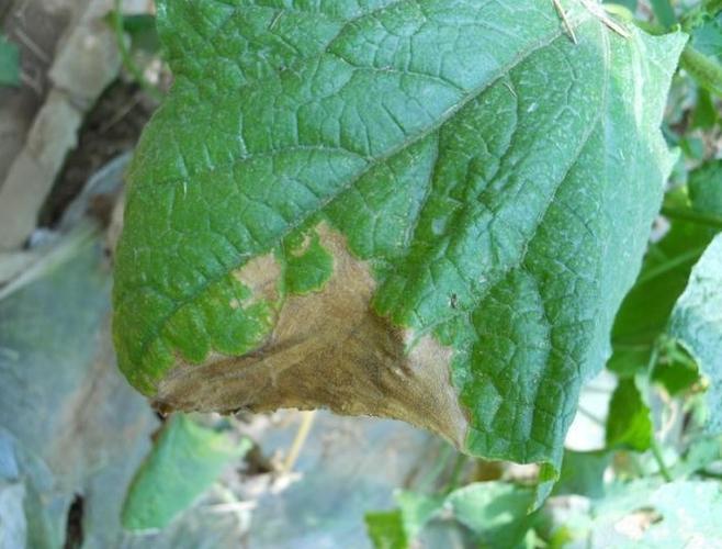苦瓜蔓枯病