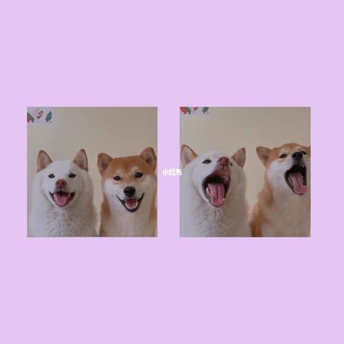 share 搞怪动物情头_情侣头像_搞怪_狗粮_薯条_情侣头像分享_素材