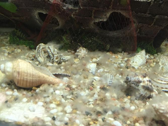 我鱼缸底部长了很多绒毛,这是什么原因?怎么引起的?