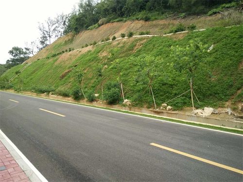 云南红河州边坡混播多花木兰紫穗槐荒山护坡好选择