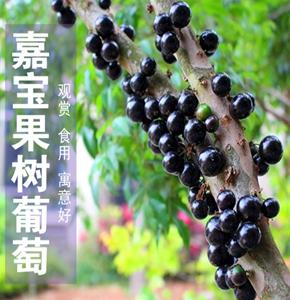 东莞厚街嘉宝果大树厂家