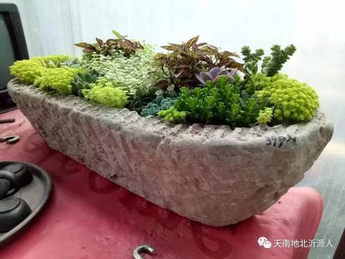 猪石槽成了香饽饽挥别旧石光迎来新石代