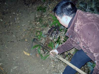 挖冬笋上