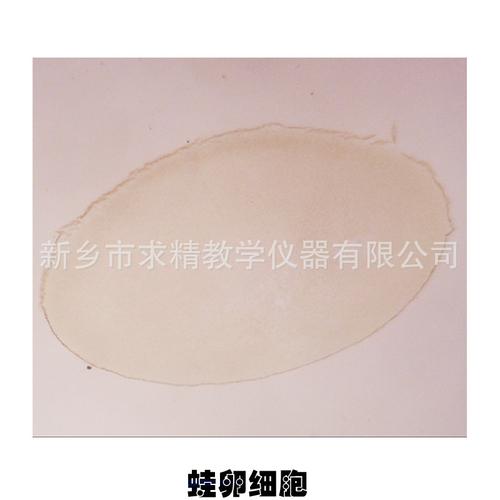 蛙卵细胞.jpg
