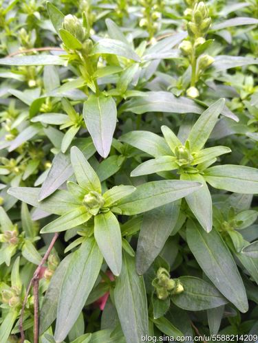 1784园林花卉金鱼草264