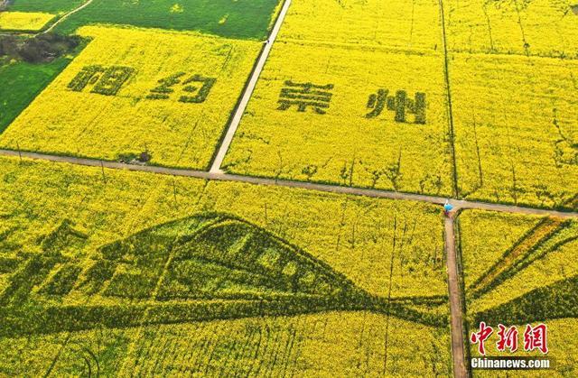 成都崇州油菜花田景观. 安源 摄
