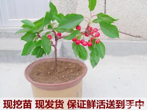 矮化樱桃苗
