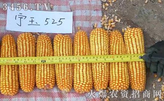 玉米品种怎么选,高产玉米品种介绍
