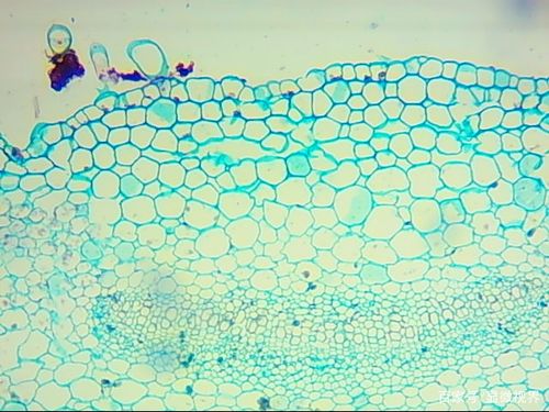 图三:薄荷叶切片标本显微镜下放大100倍