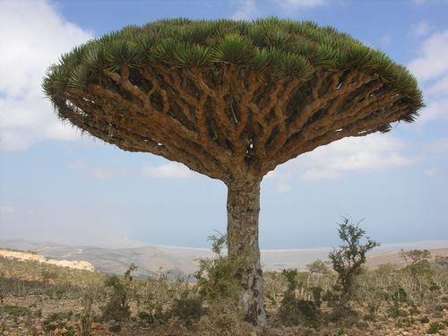 全球最漂亮的树木,大多数在美国,中国也有一棵