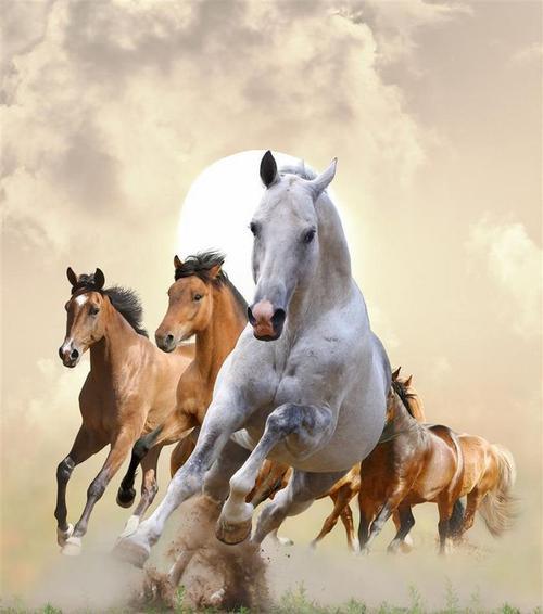 女人与马头像图片大全图片搜索