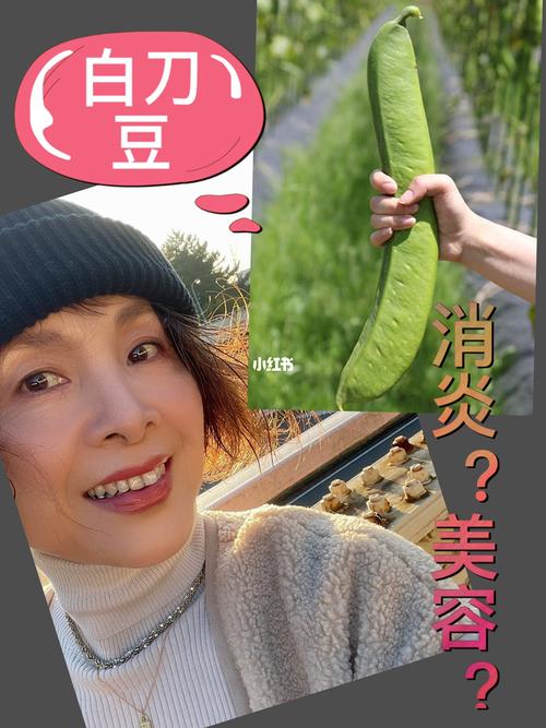 11月9日 最近流行的白刀豆茶