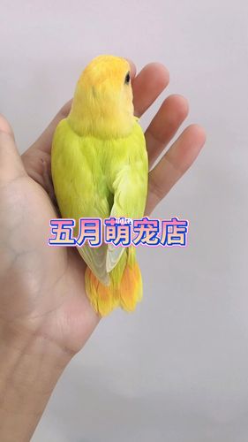 金头澳桂闪_美食_宠物_宠物其他