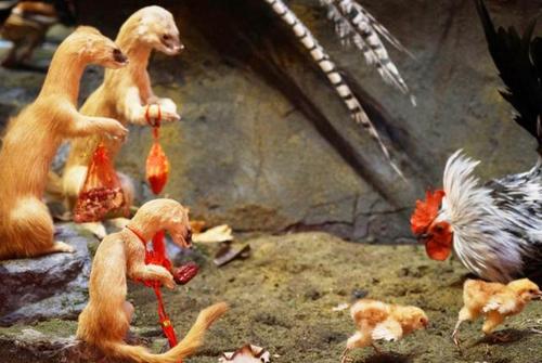 "所以很多人认为黄鼠狼非常喜欢吃鸡,为了防止家里的鸡都被黄鼠狼偷走