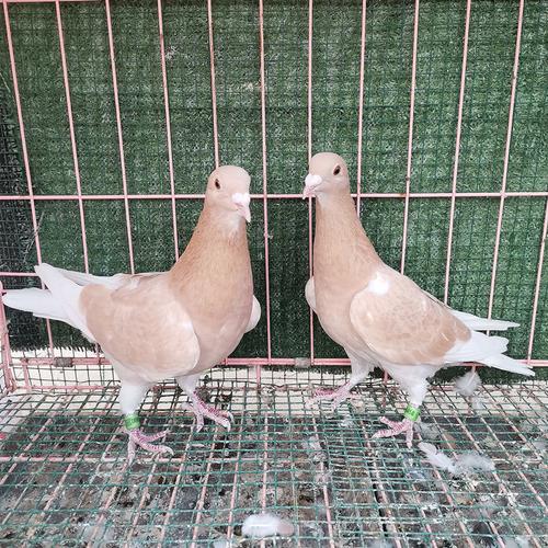 鸽子活一对信鸽成绩鸽种鸽幼鸽活物体原配赛鸽黄金甲慕利门成年鸽