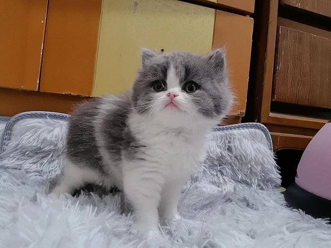 家养英短蓝白找新家