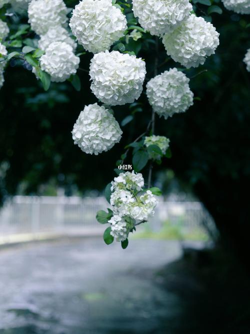 长沙烈士公园|绣球花_buji怎么样_景点_绣球花_烈士公园_摄影_鳄鱼