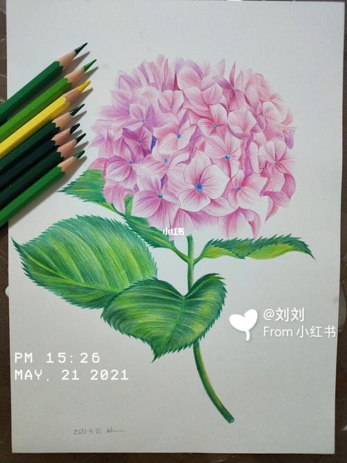 自学彩铅#绣球花_彩铅_绣球花_彩铅画自由行热门攻略