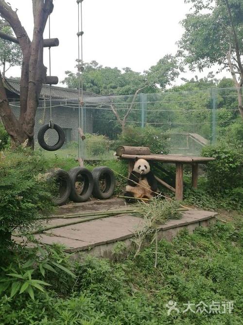 仙芝竹尖熊猫生态园旅游景区图片 - 第6张