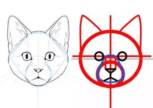 【干货】画虎不成反类猫?猫科脸部的画法与差异!
