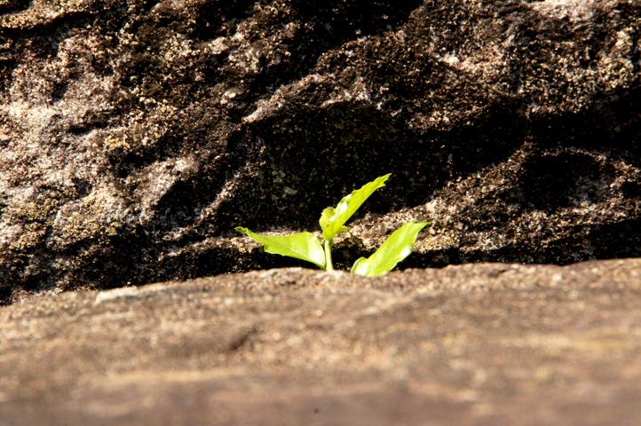 生命有裂缝,阳光才能照进来
