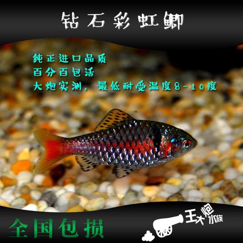 钻石彩虹鲫鱼活体进口真无须鲃小型半冷水观赏鱼 草缸热带原生鱼_7折