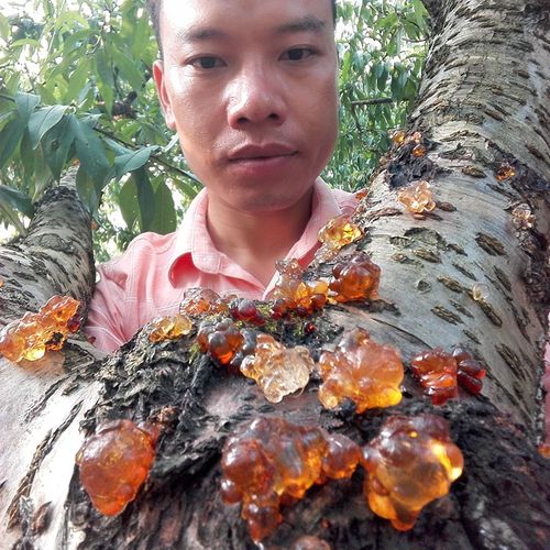 无杂质桃胶天然野生食用100克一级桃花泪包邮皂角米雪燕银耳伴侣