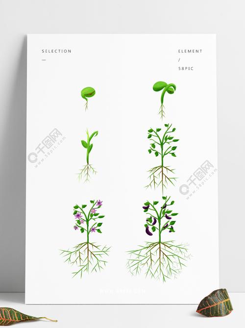 手绘植物生长过程发芽开花商用茄子根部2年前发布