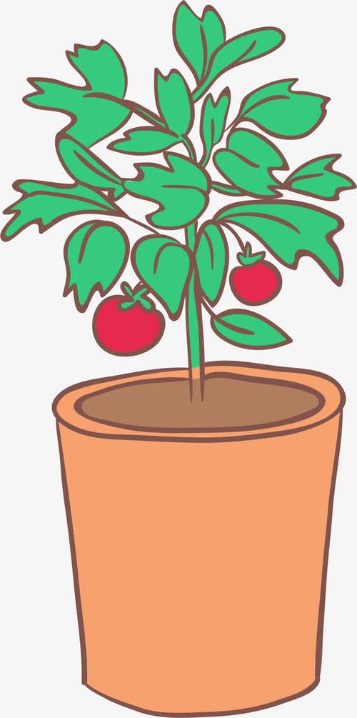 植物,盆栽,园艺,花园,盆景,西红柿