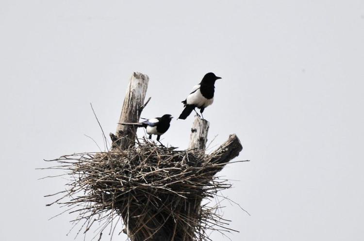 3月的银川,虽然已是春天,但小草还未返青,树也没有发芽,不过喜鹊已经
