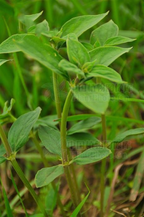 大接骨草见过吗清热除湿消炎接骨