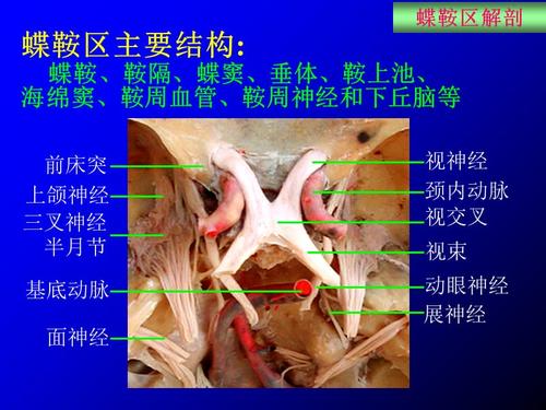 蝶鞍区应用解剖