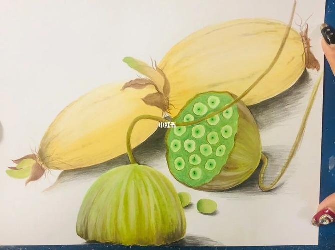 莲蓬上的莲子和枝杆的细节有用到彩铅辅助,其他都是水彩颜料,开头画