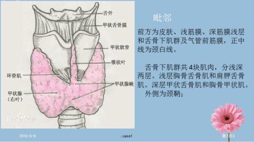 甲状腺的解剖结构