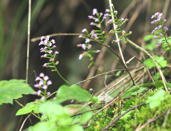 独叶一枝枪,中药名.为兰科植物细葶无柱兰amitostigma gracile (bl.
