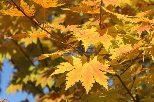 秋叶