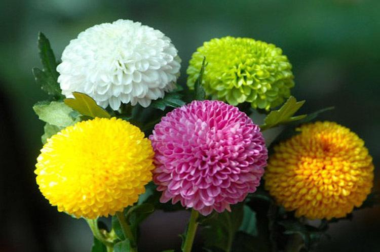 送女性朋友什么花好 送异性朋友的花推荐