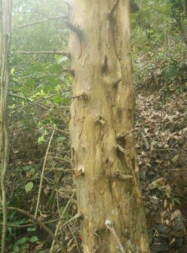 这是什么树,树上还有刺.